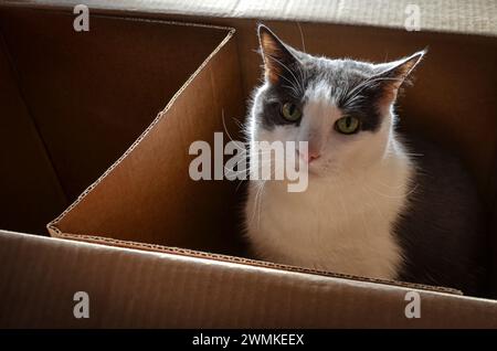 Chat assis dans une boîte en carton regardant la caméra Banque D'Images