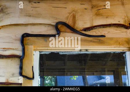 Le serpent de rat noir (Pantherophis alleghaniensis) se fraie un chemin à travers le bardage au-dessus d'une fenêtre Banque D'Images