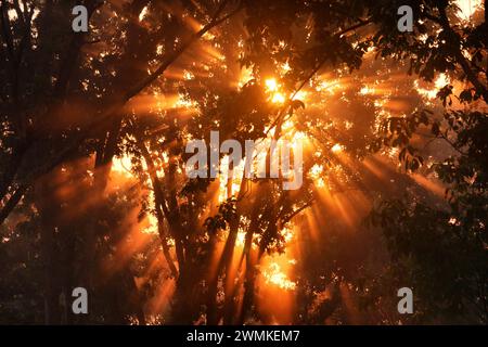 Une lumière dorée ardente rayonne à travers les branches d'arbres et la brume ; Weaverville, Caroline du Nord, États-Unis d'Amérique Banque D'Images