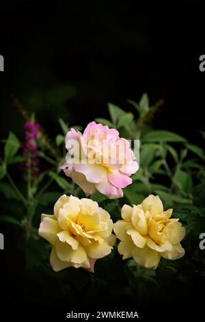 Trois fleurs de rose apparaissent douces et lumineuses sur fond sombre ; Weaverville, Caroline du Nord, États-Unis d'Amérique Banque D'Images