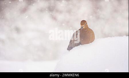 La colombe en deuil (Zenaida macroura) repose dans la neige les yeux fermés ; Weaverville, Caroline du Nord, États-Unis d'Amérique Banque D'Images