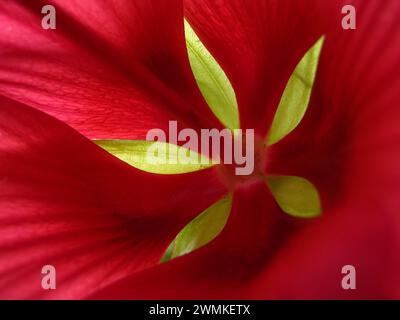 Détail en gros plan d'une fleur d'hibiscus Banque D'Images