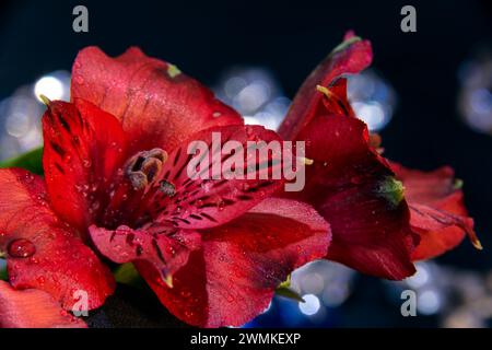 Gros plan de lys vifs, rouges, péruviens (Alstroemeria) en studio ; New York, NY, États-Unis d'Amérique Banque D'Images