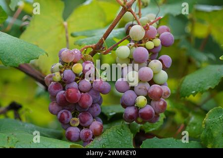 Grappes de raisins mûrs sur une vigne, région des Finger Lakes ; New York, États-Unis d'Amérique Banque D'Images