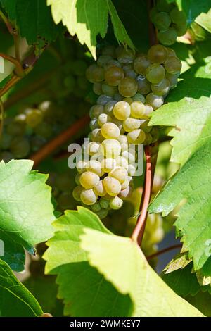 Raisins Reisling sur la vigne au soleil Banque D'Images