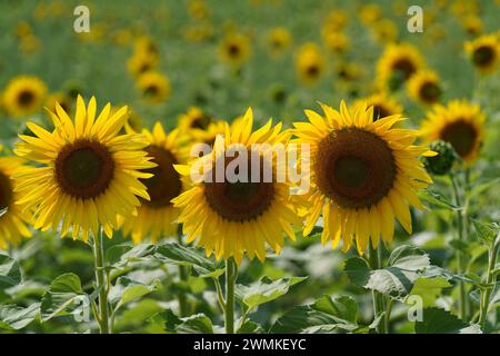 Les tournesols se tiennent grands dans une rangée dans un champ en fleur par une journée ensoleillée Banque D'Images