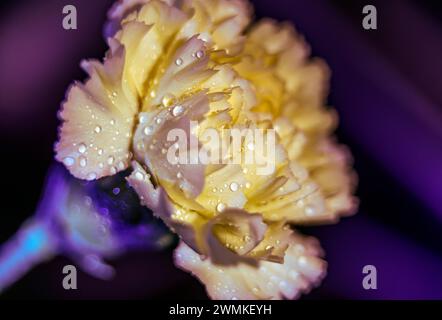 Détail en gros plan d'un œillet jaune pâle (Dianthus caryophyllus) couvert de gouttelettes d'eau et éclairé par la lumière, avec un fond lumineux violet Banque D'Images