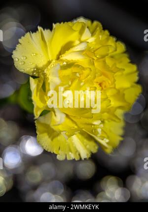 Gros plan d'un bel œillet jaune (Dianthus caryophyllus) avec des gouttelettes d'eau ; Studio Banque D'Images