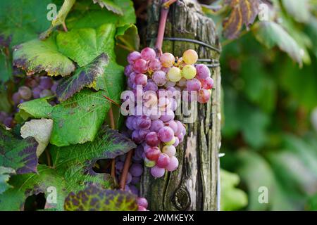 Grappes de raisins mûrs sur une vigne avec poteau et fil, région des Finger Lakes ; New York, États-Unis d'Amérique Banque D'Images