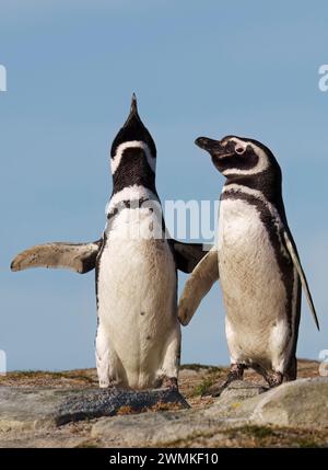 Magellanic Penguin paire exubérante avec un ciel bleu clair derrière Banque D'Images