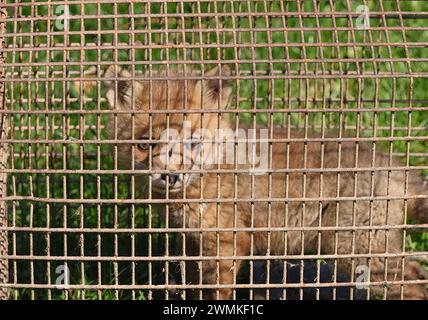 Kit renard roux (Vulpes vulpes) pris dans un piège vivant Banque D'Images