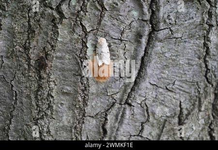 Teigne spongieuse sur boyau d’œuf (Lymantria dispar) Banque D'Images