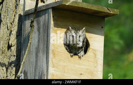 Screech Owl dans le nichoir, Megascops sp. Banque D'Images