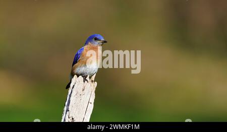 Bleuet mâle (Sialia sp.) perché sur un poteau en bois mort Banque D'Images