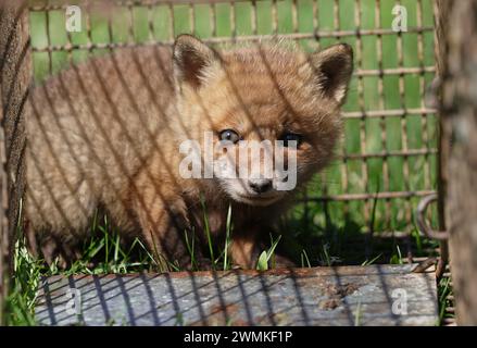 Kit renard roux (Vulpes vulpes) pris dans un piège vivant Banque D'Images