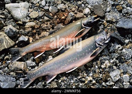 Paire d'ombles arctiques (Salvelinus alpinus) fraîchement pêchés ; Yukon, Canada Banque D'Images