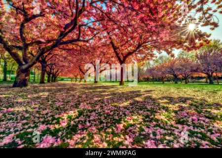 Beauté des cerisiers en fleurs (Prunus kanzan) en pleine floraison avec des pétales jonchant le sol dans un parc ; Brooklyn, New York, États-Unis d'Amérique Banque D'Images