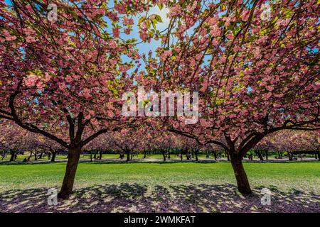 Beauté des cerisiers en fleurs (Prunus kanzan) en pleine floraison avec des pétales jonchant le sol dans un parc ; Brooklyn, New York, États-Unis d'Amérique Banque D'Images