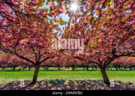 Beauté des cerisiers en fleurs (Prunus kanzan) en pleine floraison avec des pétales jonchant le sol dans un parc ; Brooklyn, New York, États-Unis d'Amérique Banque D'Images