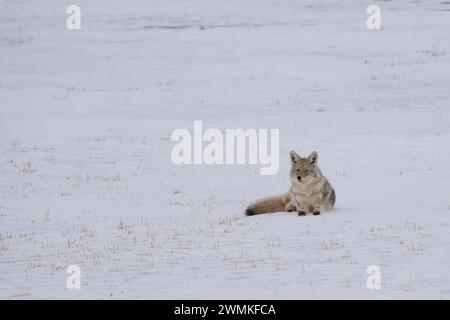 Coyote (Canis latrans) allongé sur un champ enneigé dans un paysage hivernal près de Val Marie ; Saskatchewan, Canada Banque D'Images