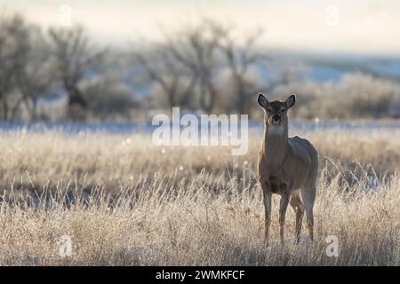 Portrait d'un cerf mulet (Odocoileus hemionus) debout sur un champ enneigé au lever du soleil ; Val Marie, Saskatchewan, Canada Banque D'Images