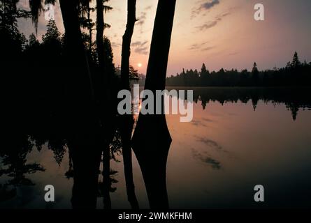 Calme serein entoure les cyprès chauves (Taxodium distichum) alors que le soleil se lève le matin sur Billy's Lake dans le refuge faunique national Okefenokee... Banque D'Images