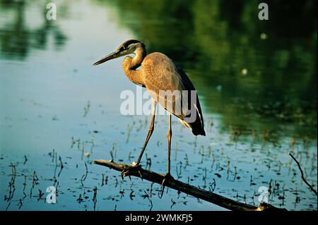 Le grand héron bleu (Ardea herodias) dans sa phase sombre se perche sur une branche au-dessus du lagon de 10 hectares dans Jackson Park de Chicago. Prairie indigène et wetla... Banque D'Images