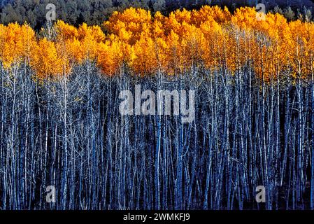 Le soleil illumine les feuilles dorées de trembles affichant des couleurs d'automne dans les forêts des montagnes de San Juan dans le comté de San Miguel. La chute arrive e... Banque D'Images