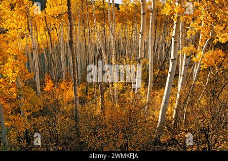 Le soleil illumine les feuilles dorées de trembles affichant des couleurs d'automne dans les forêts des montagnes de San Juan dans le comté de San Miguel. La chute arrive e... Banque D'Images
