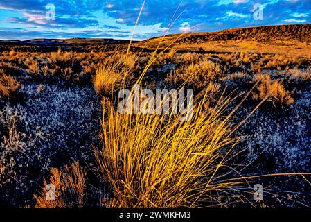 Steens Loop Road passe par le soleil hivernal qui réchauffe les herbes sur le haut désert de Steens Mountain, Oregon, États-Unis d'Amérique Banque D'Images