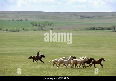 Arrondir les chevaux à utiliser pour une marque de bétail ; Howes, Dakota du Sud, États-Unis d'Amérique Banque D'Images