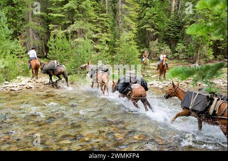 Les chevaux sont conduits à travers un ruisseau au parc national de King's Canyon, Californie, États-Unis d'Amérique Banque D'Images