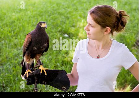 Une adolescente tient un Harris's Hawk (Parabuteo unicinctus) sur une main gantée ; Watertown, New York, États-Unis d'Amérique Banque D'Images