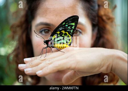 Cairns Birdwing Butterfly (Ornithoptera euphorion) atterrit sur la main d'une femme dans un zoo ; Omaha, Nebraska, États-Unis d'Amérique Banque D'Images