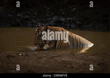 Le tigre du Bengale (Panthera tigris tigris) est assis dans l'eau buvant d'un trou d'eau boueux ; Madhya Pradesh, Inde Banque D'Images