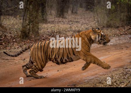 Le tigre du Bengale (Panthera tigris tigris) sprints à travers la piste de terre dans les bois ; Madhya Pradesh, Inde Banque D'Images