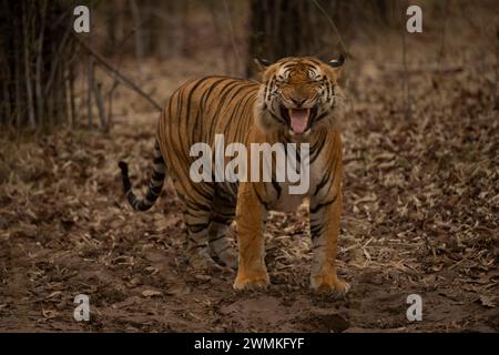 Gros plan d'un tigre du Bengale (Panthera tigris tigris) debout dans la forêt montrant la réponse Flehmen ; Madhya Pradesh, Inde Banque D'Images