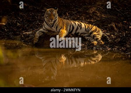 Portrait de tigre du Bengale (Panthera tigris tigris) allongé à côté du trou d'eau, regardant la caméra ; Madhya Pradesh, Inde Banque D'Images