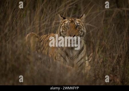 Portrait en gros plan du tigre du Bengale (Panthera tigris tigris) couché dans l'herbe, regardant la caméra ; Madhya Pradesh, Inde Banque D'Images