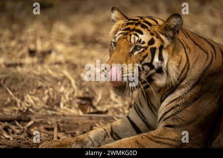 Portrait en gros plan d'un tigre du Bengale (Panthera tigris tigris) couché sur le sol léchant son nez ; Madhya Pradesh, Inde Banque D'Images