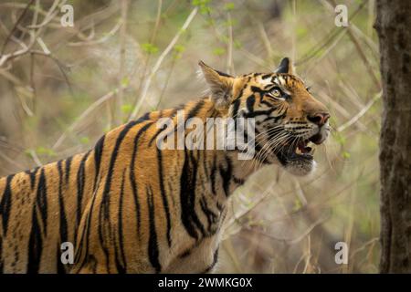 Portrait rapproché d'un tigre du Bengale (Panthera tigris tigris) debout dans la forêt regardant vers le haut ; Madhya Pradesh, Inde Banque D'Images