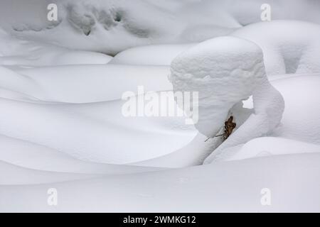 Gros plan d'un petit arbre à feuilles persistantes recouvert de neige créant une sculpture naturelle dans une scène enneigée ; Lake Louise, Alberta, Canada Banque D'Images