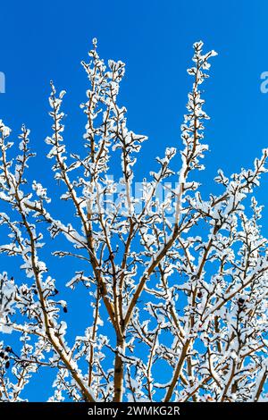 Gros plan de branches d'arbres givrées sur un fond d'un ciel bleu vif ; Calgary, Alberta, Canada Banque D'Images