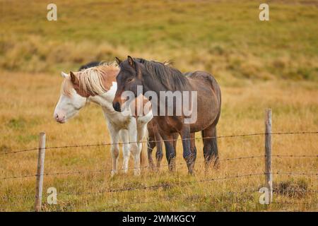 Les poneys islandais se tiennent côte à côte derrière une clôture dans un pâturage d'herbe près de Stykkisholmur, péninsule de Snaefellsnes, Islande ; Islande Banque D'Images