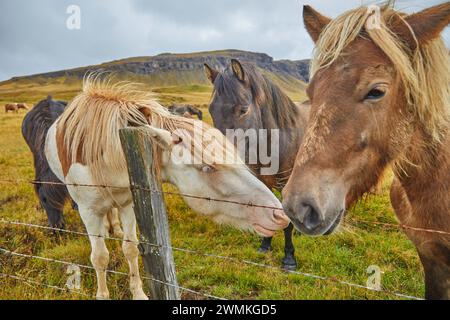 Les poneys islandais se tiennent ensemble derrière une clôture dans un pâturage d'herbe près de Stykkisholmur, péninsule de Snaefellsnes, Islande ; Islande Banque D'Images