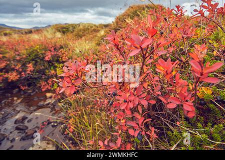 Myrtilles sur un arbuste coloré d'automne le long de Helgafellsveit, col de montagne près de Stykkisholmur, Snaefellsnes, ouest de l'Islande ; Islande Banque D'Images