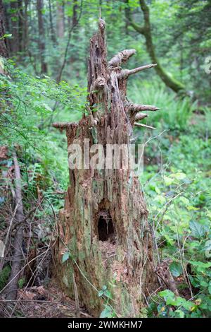 Gros plan d'une vieille souche d'arbre couverte de mousse le long du Watershed Forest Trail ; Delta, Colombie-Britannique, Canada Banque D'Images