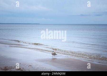 Photo d'une jeune goéland hareng debout à Jurmala, lettonie. Le goéland hareng européen (Larus argentatus) est un goéland de grande taille, mesurant jusqu'à 66 cm de long. L'un des th Banque D'Images