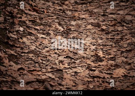 Alors que l'automne annonce sa présence, une épaisse couverture de feuilles de chêne sèches orne le sol de la forêt, créant une mosaïque de tons riches et chauds qui vont du profond Banque D'Images