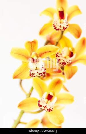 Grandes fleurs jaunes avec des taches rouges et des stries sur une orchidée Cymbidium en fleurs (orchidée de bateau), une plante tropicale / subtropicale populaire comme plante d'intérieur. Banque D'Images